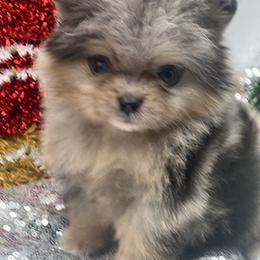 Destiny - Blue merle female Pomeranian puppy in Brentwood, California from Royalpawpoms