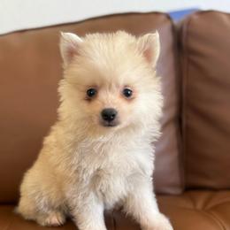 Sable - Silver and white male Pomsky puppy in Mesa, Arizona from Platinum Pomskies