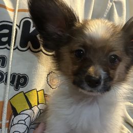 Papillon Puppies from WindyBarnYard Papillons