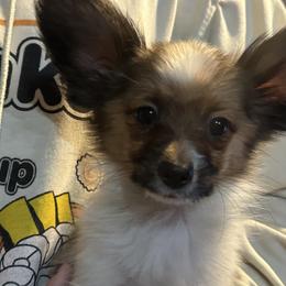Papillon Puppies from WindyBarnYard Papillons