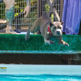 Cane Corso All Grown Up from Garmr Cane Corso