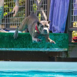 Cane Corso All Grown Up from Garmr Cane Corso