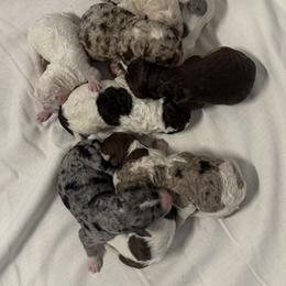 Aussiedoodle puppies from H & A Kennels