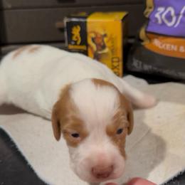 Remington - White and orange male Brittany puppy in Stillwater, Oklahoma from Kennel de Fowler