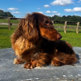 Hondo - Dachshund
