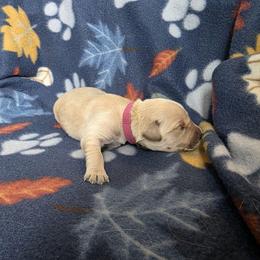Sadie - Golden female Golden Retriever puppy in Menasha, Wisconsin from Kreger's K9s