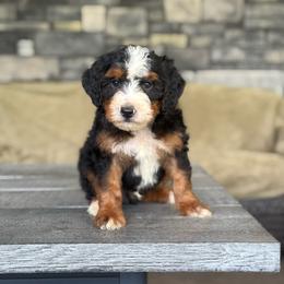 Naples - Tri-color male Bernedoodle puppy in Millersburg, Ohio from T Sanctum