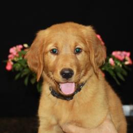 Ms. AKC Purple - Dark golden female Golden Retriever puppy in Hallettsville, Texas from Grand Oaks Goldens