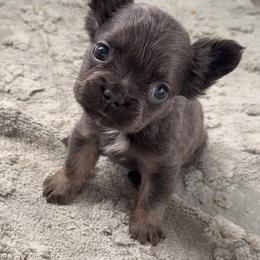 Joyce - Blue female French Bulldog puppy in Warm Springs, Arkansas from Seven Hills Arkansas