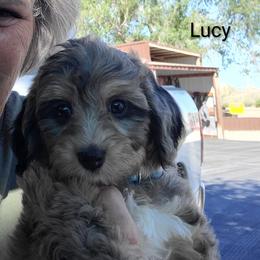 Lucy-Blue - Blue merle female Bernedoodle puppy in Dugway, Utah from Luv4Bernedoodles