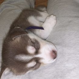 Siberian Husky Puppies from Bella's Working husky