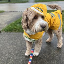 Australian Labradoodle All Grown Up from Heritage Manor Labradoodles (HML)
