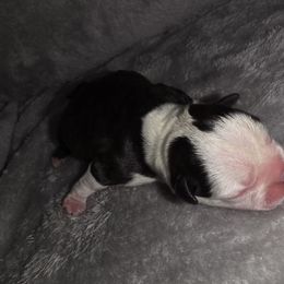 Black ears - Black brindle and white male Boston Terrier puppy in Harrodsburg, Kentucky from Joey's Boston Terriers
