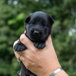 Orange - Black female German Shepherd puppy in Hammond, Louisiana from Von LaMarca German Shepherds