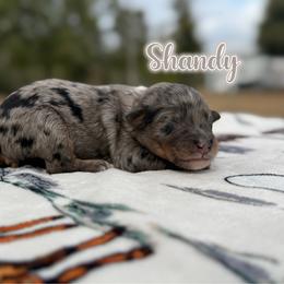 Shandy - Blue merle male Bernedoodle puppy in Youngstown, Florida from Wonderland’s Boujie Kennels
