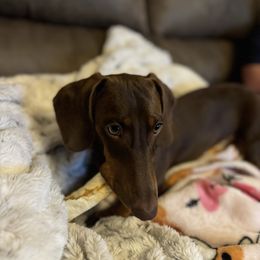 Waylon - Dachshund