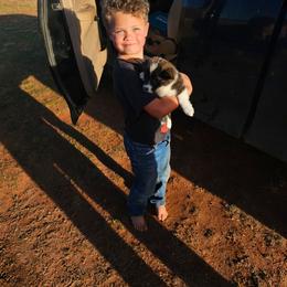 Bernadette - Brindle and white female American Corgi puppy in Shawnee, Oklahoma from Sunray Ranch