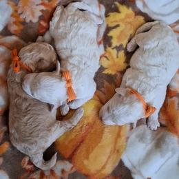 Maltipoo Puppies from Little Cupcakes and Little Punkins Maltipoos