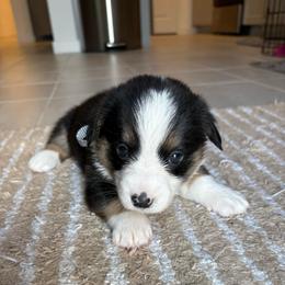Cookie - Black and tan female American Corgi puppy in Register, Florida from Southern Georgia Corgi Loafs