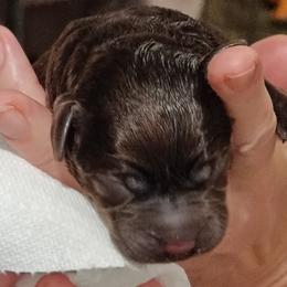 Labrador Retriever puppies from Creek's Edge Labradors