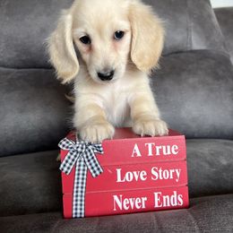 Milo - Cream male Dachshund puppy in Stuart, Iowa from Johnson Family Corgis and more