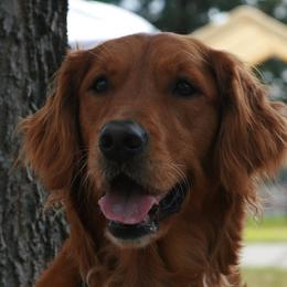 Golden Retrievers from Firestorm Goldens