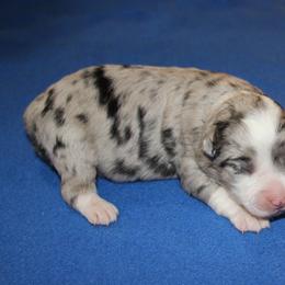 Hazel - Blue merle female Miniature American Shepherd puppy in Hillsdale, Michigan from Faithwalk Aussies and Mini American Shepherds