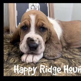 Bert - Mahogany and white male Basset Hound puppy in Mebane, North Carolina from Happy Ridge Hounds