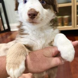 Vino - Red tri-color male Miniature American Shepherd puppy in Scotland, Connecticut from Greenwood Acres Kennel