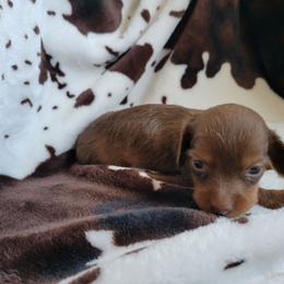 Riley - Red female Dachshund puppy in Moriarty, New Mexico from SW Doxie Hounds