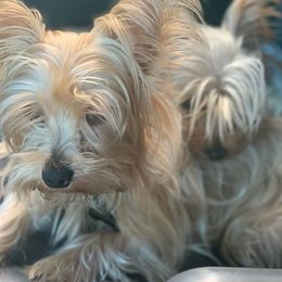 Yorkshire Terriers from Pretty Puppy