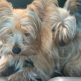 Yorkshire Terriers from Pretty Puppy