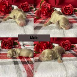 Dustin (Dusty) - Cream male Dachshund puppy in Cascade, Virginia from Heart of Honey Miniature Dachshunds