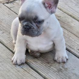 Boy 1 - Cream male French Bulldog puppy in Ada, Oklahoma from Joe Estep's Poodles