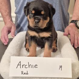 Archie- Red collar boy 1 - Black and mahogany male Rottweiler puppy in Carnesville,, Georgia from Von Knopf Rottweilers