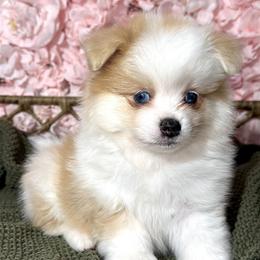 Pomeranian Puppies from Nel’s Pomeranians