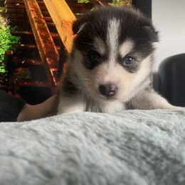 Girl 2 - Pomsky puppy in Florida from Alyssa's Pomskies
