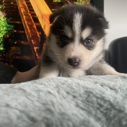 Girl 2 - Pomsky puppy in Florida from Alyssa's Pomskies