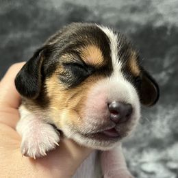 Lime Green - Black tan and bluetick male Beagle puppy in Jasper, Texas from Beech Grove Beagles