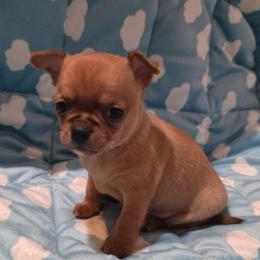 Yogi - Fawn male Chihuahua puppy in Kyle, Texas from joy of chihuahuas tx