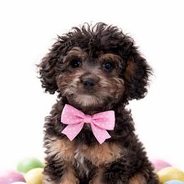 Coco - Black and tan female Cavapoo puppy in Warrensburg, Missouri from Supreme Doodles