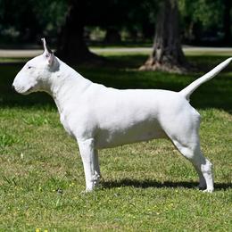 Subi - Bull Terrier