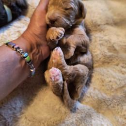 Australian Cobberdog Puppies from Lively Acres Cobberdogs