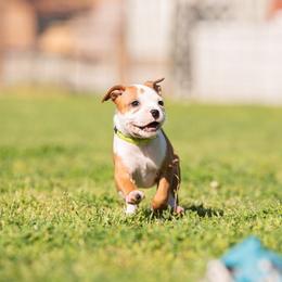 Staffordshire Bull Terrier Puppies from Vivace Staffords