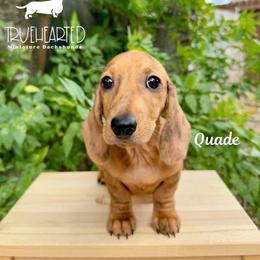 Quade - Dapple male Dachshund puppy in Royse City, Texas from Truehearted Miniature Dachshunds