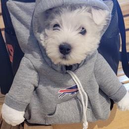Cloudy - White male West Highland White Terrier puppy in East Glenville, New York from NYWesties