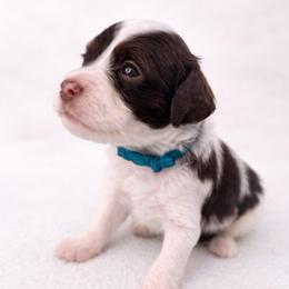 Dill - Chocolate male Cavapoo puppy in Beech Island, South Carolina from New Moon Farm Canines