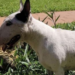 Miniature Bull Terriers from Exclusive Bullies