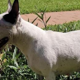 Miniature Bull Terriers from Exclusive Bullies