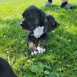 Lumpkins - Black female Great Dane puppy in Port Clinton, Ohio from LakeSide Danes